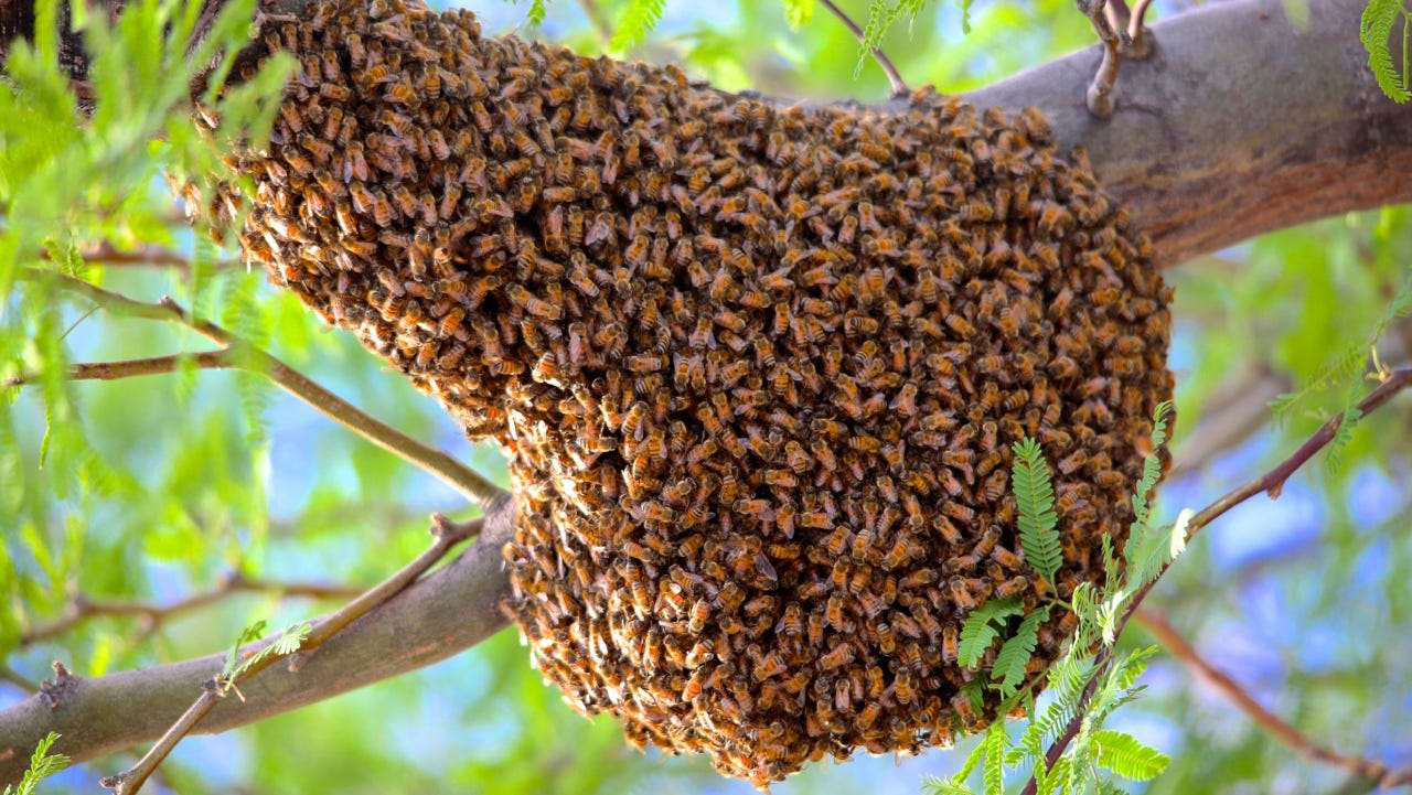 Africanized bee swarm
