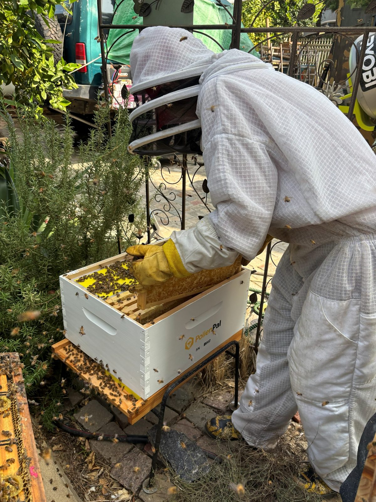 Beekeeper pulling a frame from a PollenPal base box in a working yard