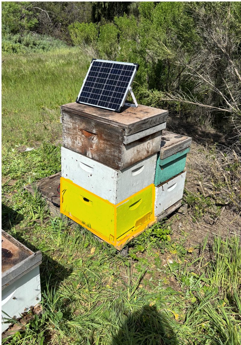 Solar-powered PollenPal device on a hive stack