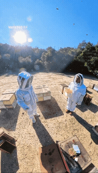 PollenPal monitored apiary