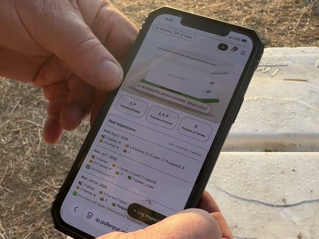 A frame of bees held over the hive with the PollenPal app open on a phone