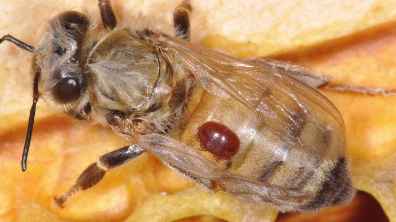 Varroa mite on a honey bee